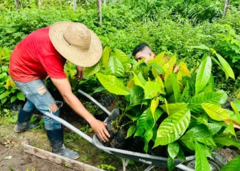 Amapá acelera produção de cacau e leva renda para o campo com nova entrega de 180 mil mudas